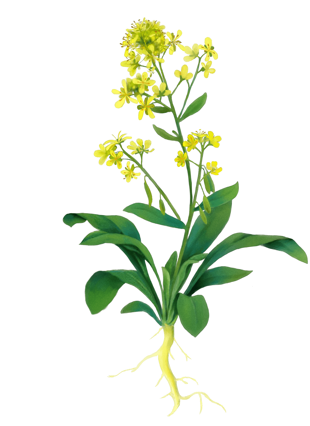 油菜菌核病防治国光技术来帮忙