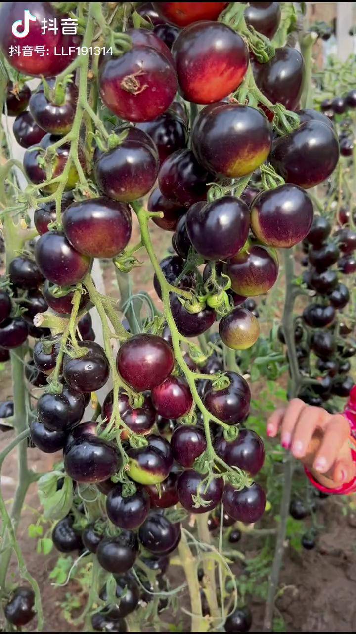 春天到了我们一起来种黑宝石番茄吧种菜农业种植
