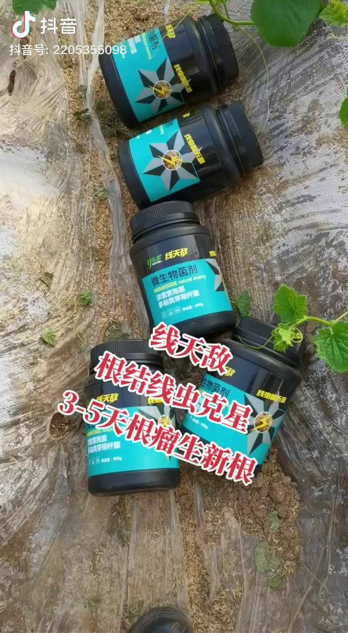 定植作物必备线天敌根结线虫克星可沾盘可滴灌全面防治不伤根苗