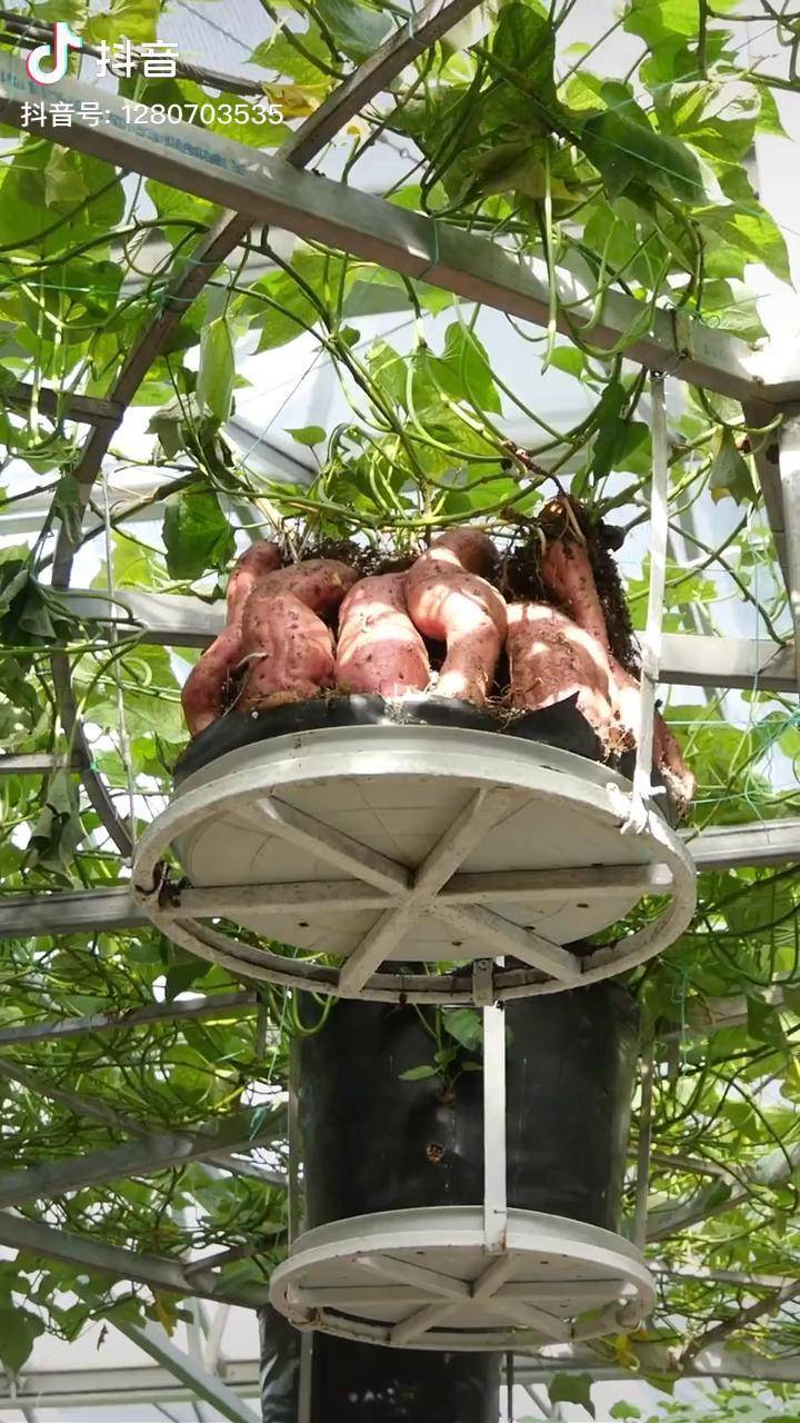 能产1200斤的空中红薯无土栽培种植