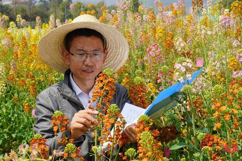 江西農大教師醉心油菜花 培育花色多達56種_顏色_種植_團隊