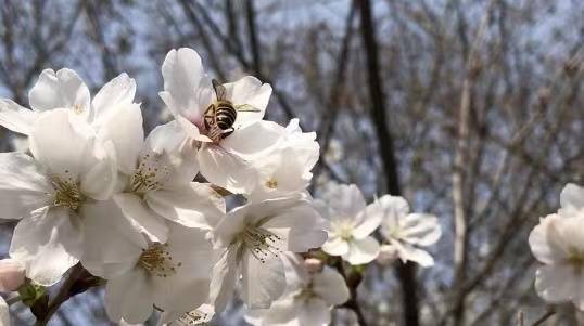 青岛鲁迅公园樱花图片