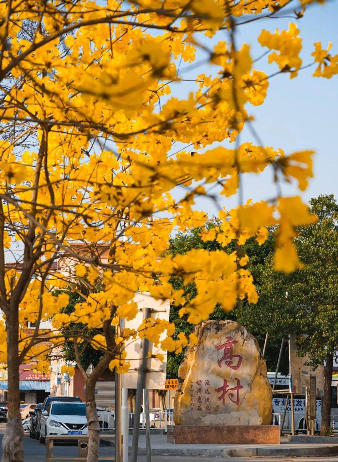 陈村旁这条路洒满黄金