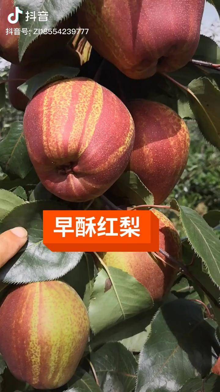 早酥红梨品种介绍图片