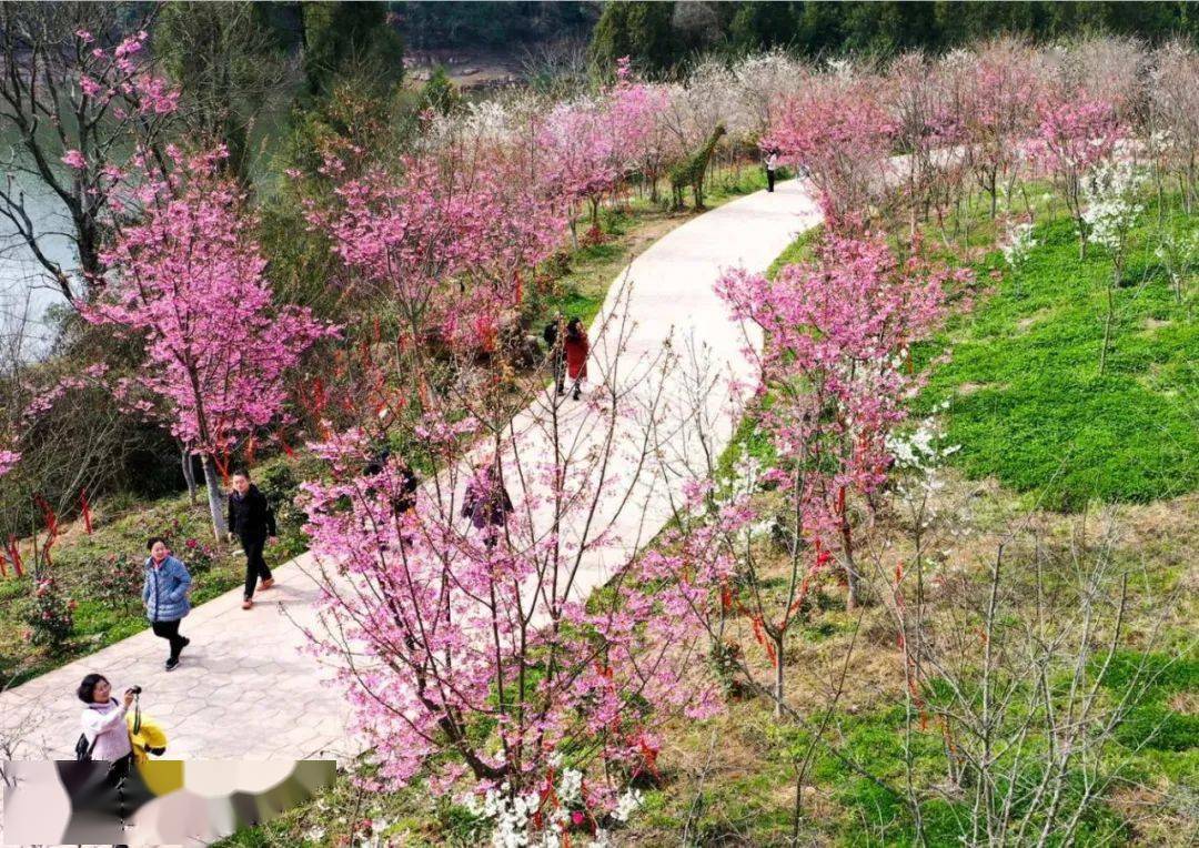 广元昭化樱花谷图片