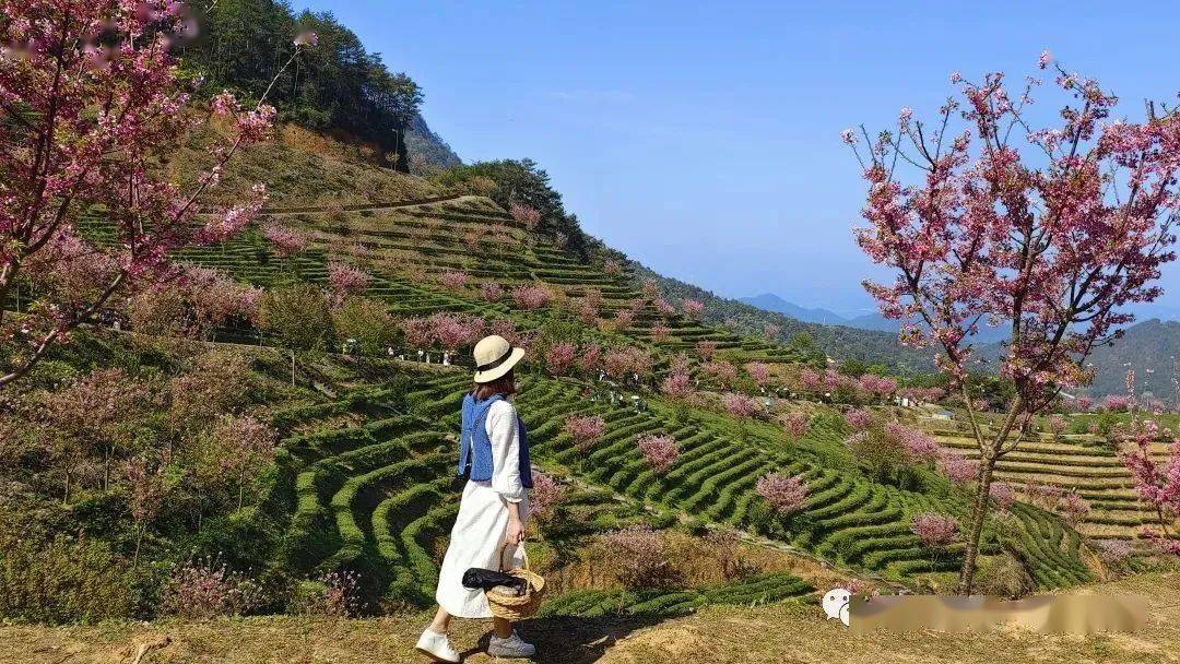 阴那山茶图片