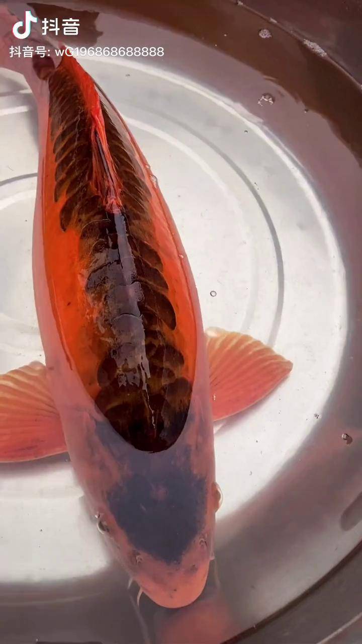 农户养了十六年的极品大红鲤只有背上长有深颜色的鱼鳞重达11斤多很有