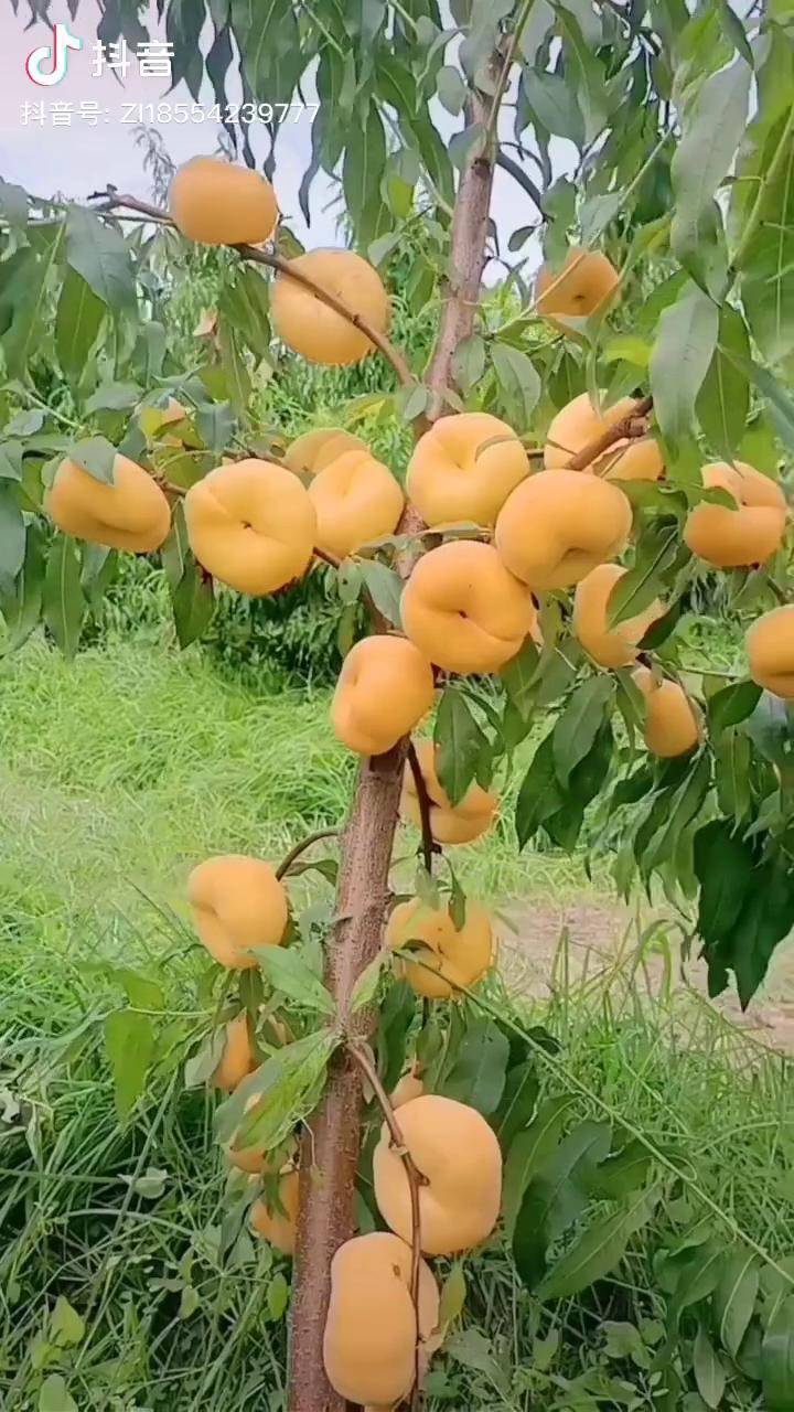 硕果累累的黄金蟠桃苗产量高挂果早桃树苗育苗基地