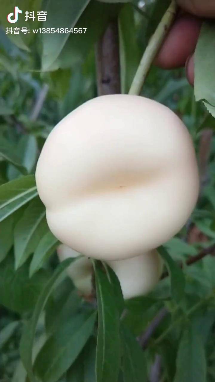 奶油白蟠桃糖度高无裂果现象早熟品种非常具有发展前景的桃果树苗奶油