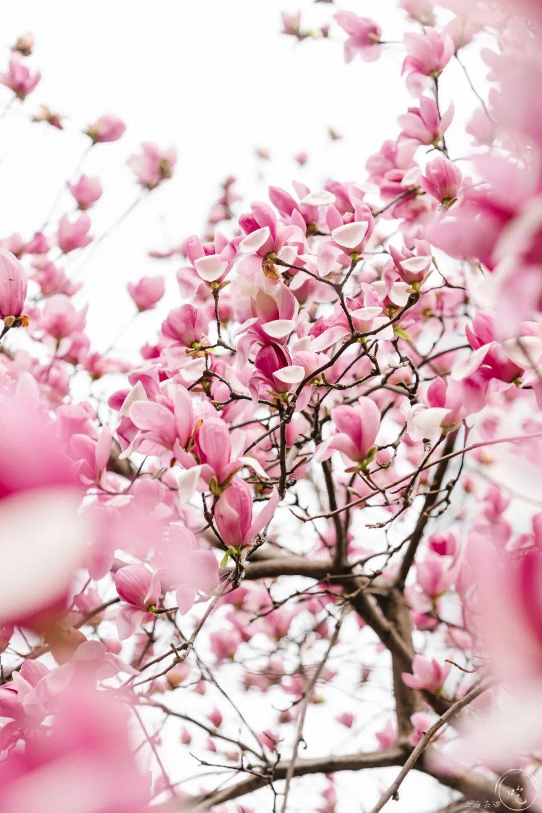 除了纯洁白色,还有优美的紫玉兰.轻嗅一口,玉兰花香扑鼻.