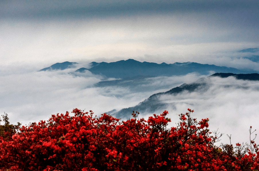 天然氧吧——醉美牙梳山_源村_广昌县_杜鹃花