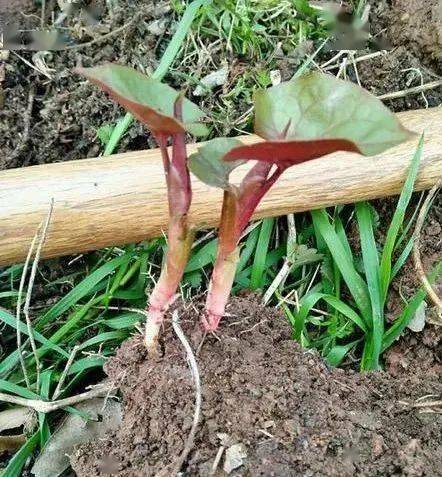 野菜_食用_香椿