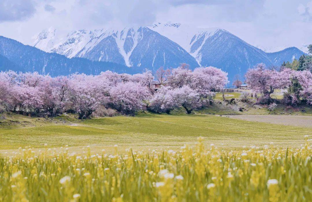 小城|落差7000米的奇迹小城！雨林与雪山共存，桃花如粉雪飘落，它值得专程奔赴！