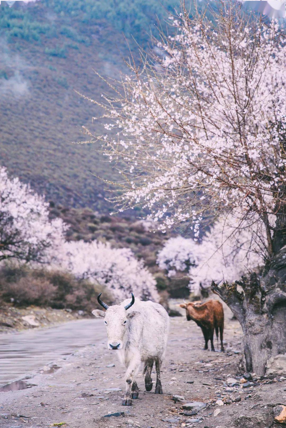 小城|落差7000米的奇迹小城！雨林与雪山共存，桃花如粉雪飘落，它值得专程奔赴！