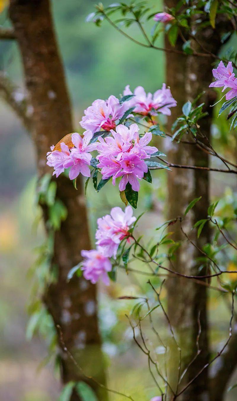 又美爆了新兴这里的云锦杜鹃盛开了快来睇花