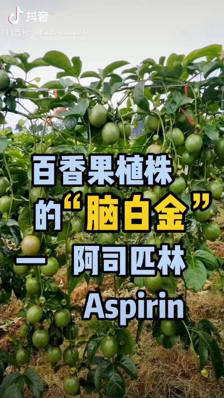 阿司匹林堪称百香果届的脑白金百香果种植技术