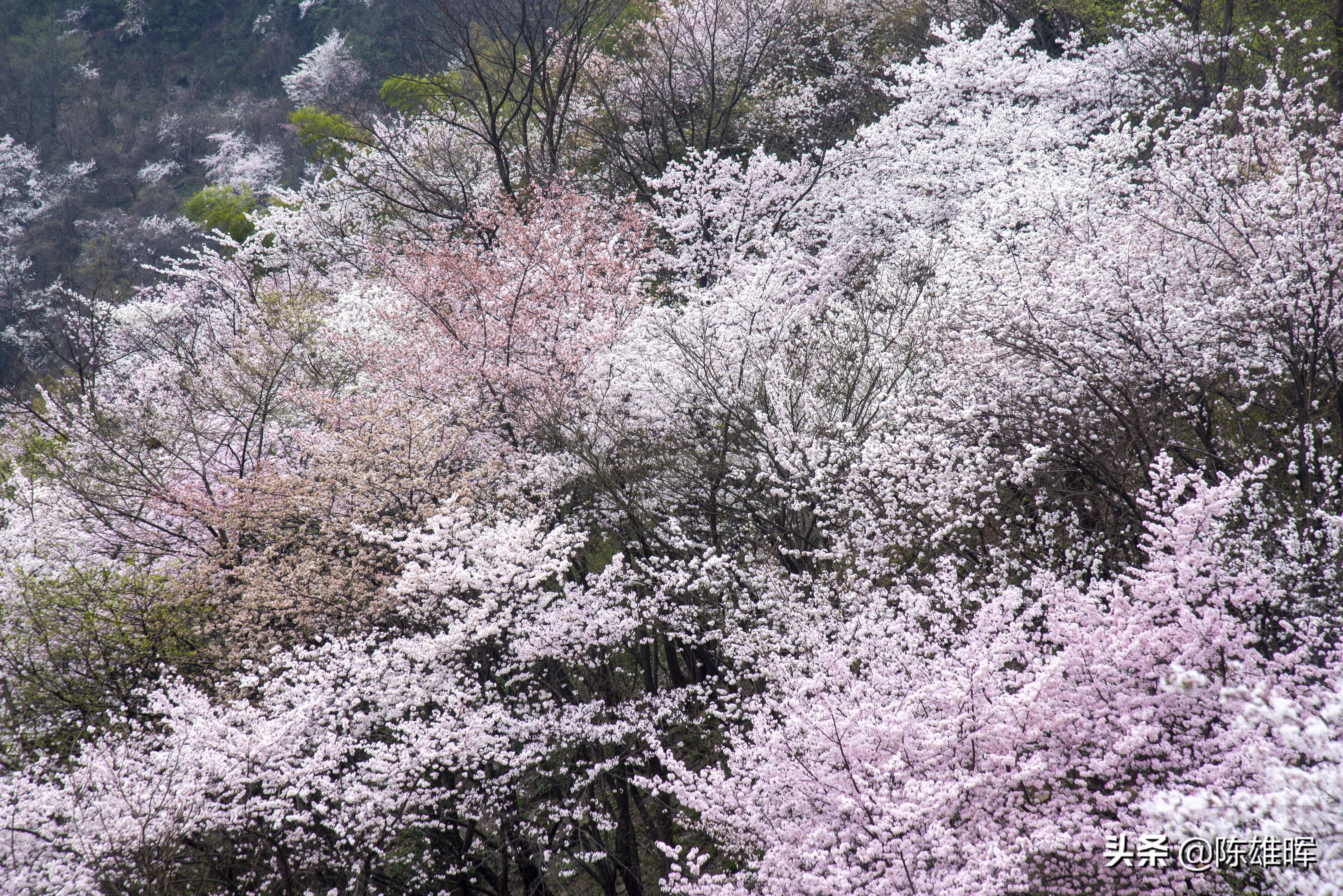英山天马寨樱花图片
