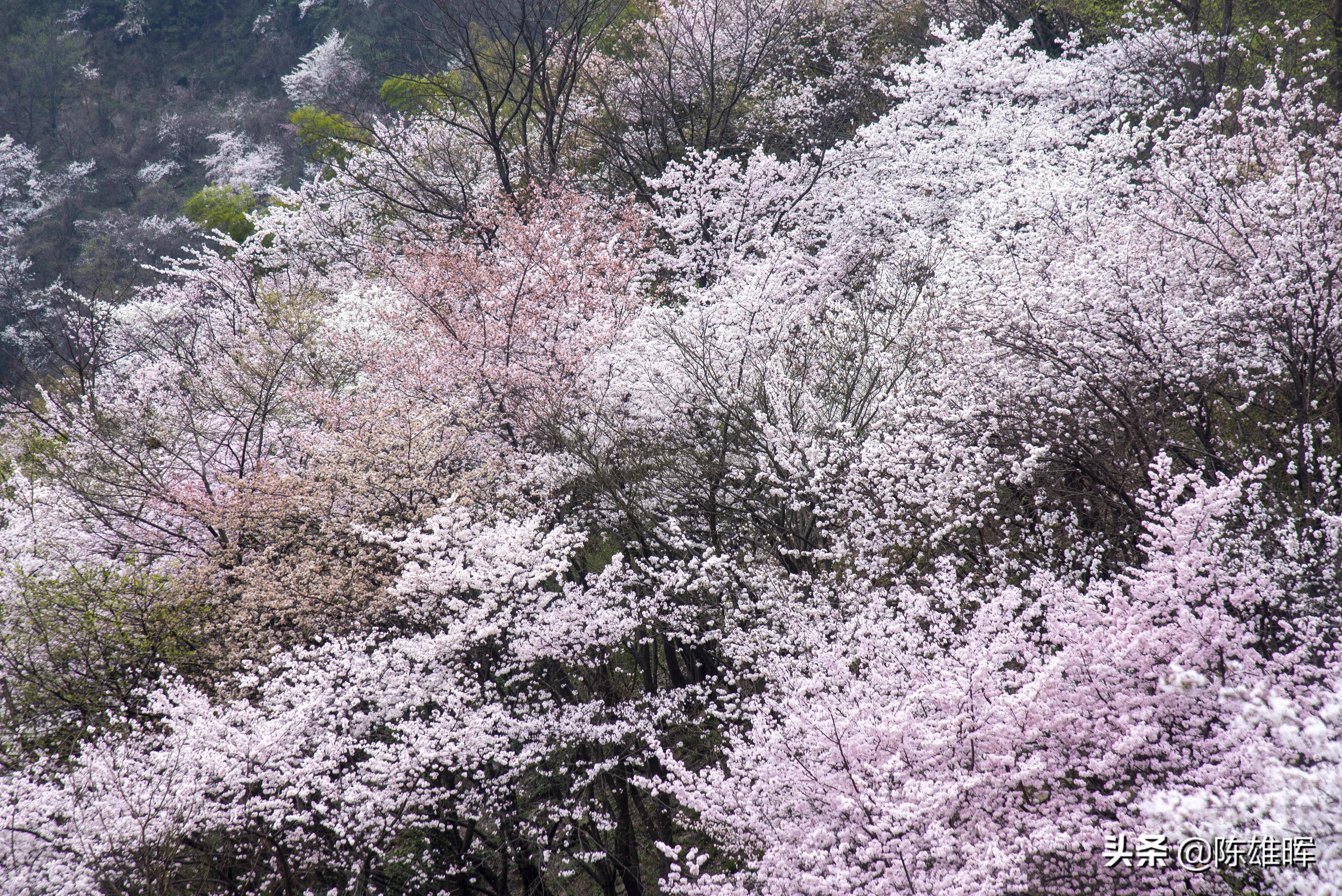 大幕山野樱花