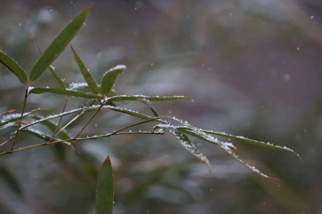 亦城到處都白雪皚皚的都披上了白外套霎時間街頭,公園……雪紛揚而下