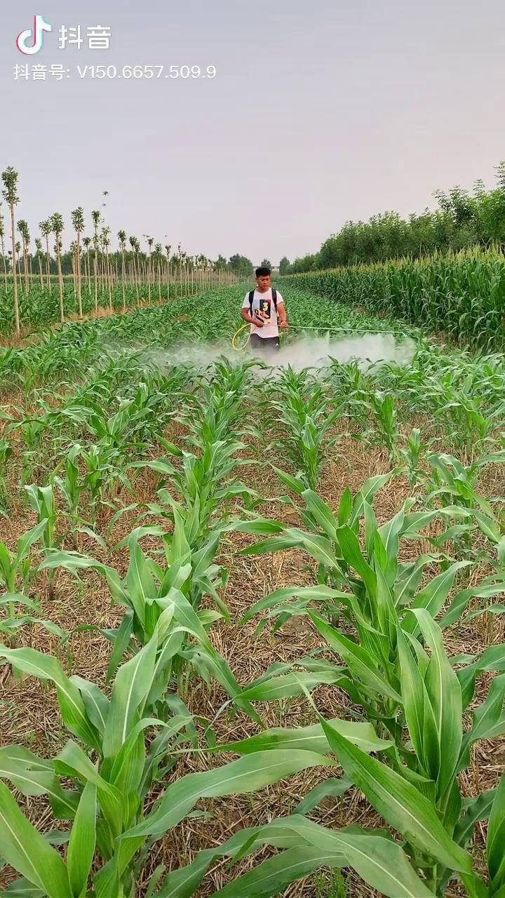 玉米除草小能手四冲程喷雾器雾化就是好3分钟一亩地