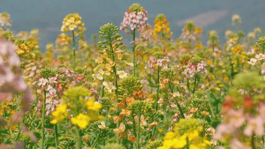 七彩油菜花永嘉百畝花田迎來最佳觀賞期