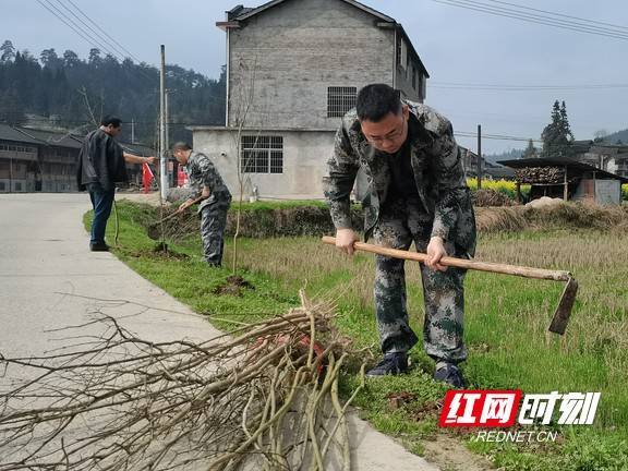 靖州:党员种 群众护 绿美村庄大家建_大堡子镇_树苗_杨梅嫦