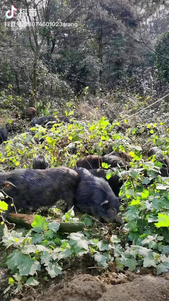 原生态乡村生活藏香猪跑山猪正宗藏香猪