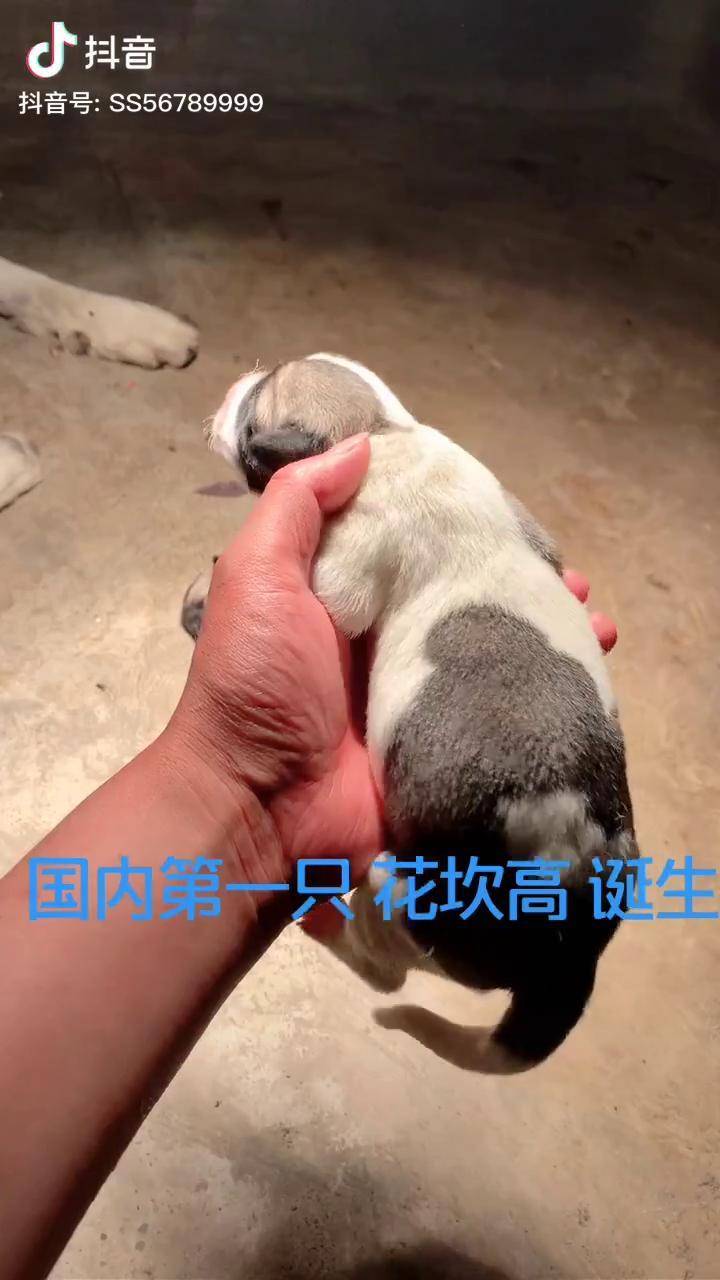 坎高犬中国图片