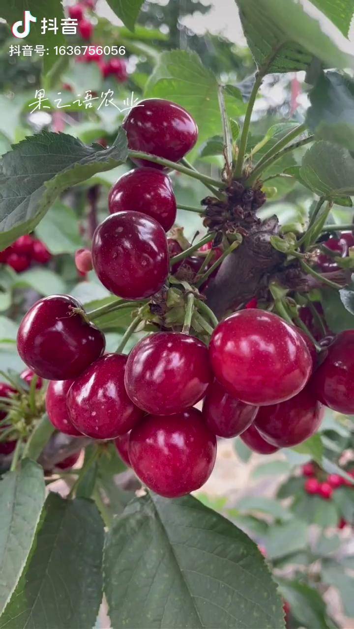 4年吉塞拉矮化樱桃树暖棚内结果状吉塞拉矮化樱桃苗大棚樱桃三农