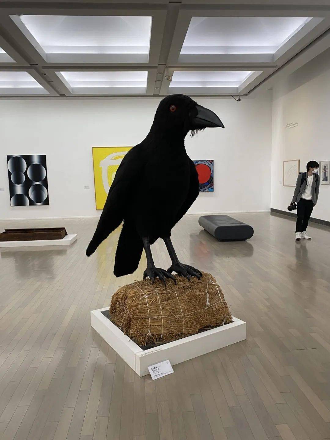 揭秘海淀公主坟:为何一到晚上就乌鸦成群?_渡鸦_城市_护身