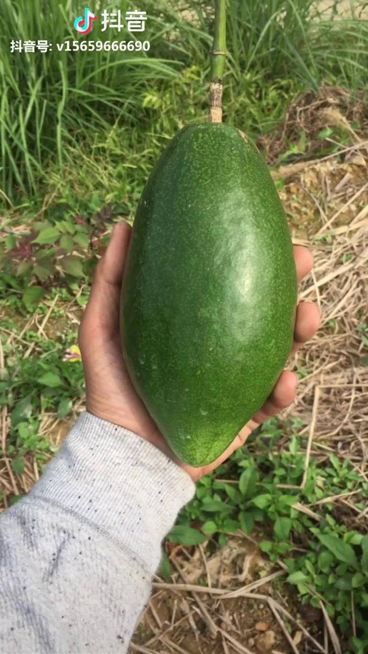 木瓜百香果也就是香蜜百香果千万不要规模种植一斤果八两皮百香果
