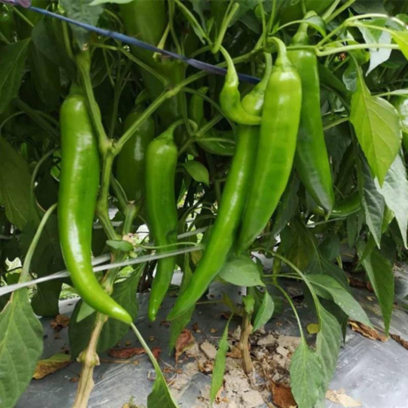 抗病性非常好的优质羊角椒品种!果皮深绿色,可越夏,产量高_种植_辣椒_