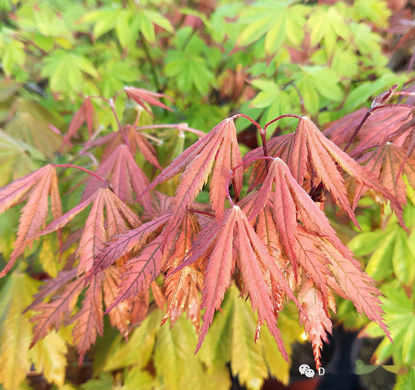 花园里优雅的贵族日本枫树