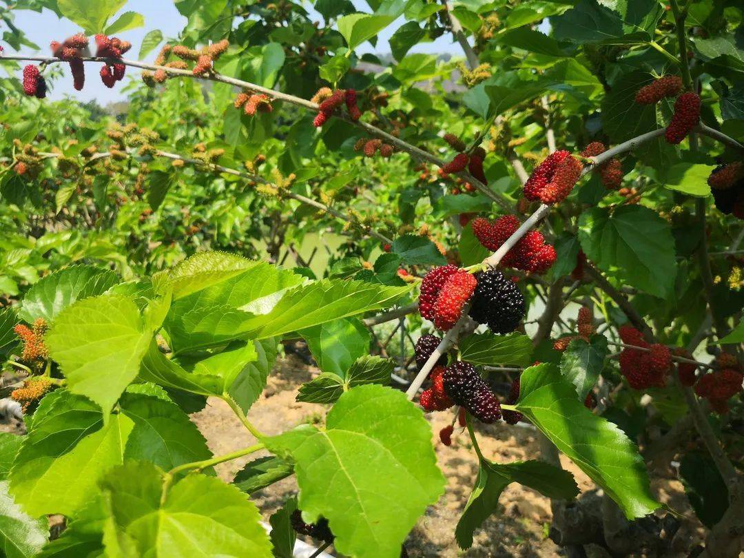 鲜甜多汁品种稀有南海最大的千亩桑果园开摘啦送200张门票开抢