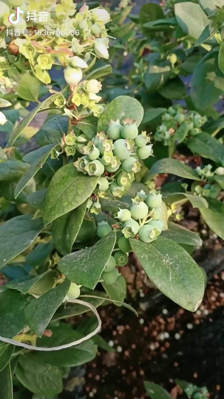 绿宝石蓝莓已坐果