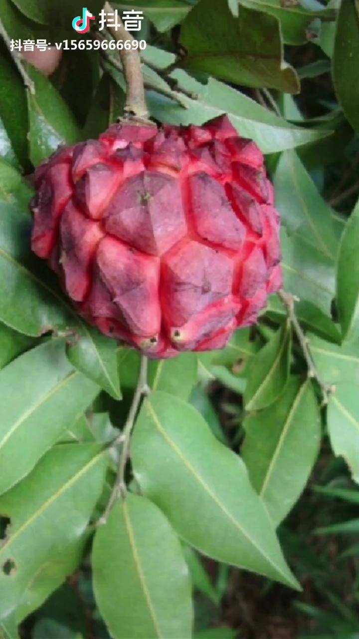 新引种火龙释迦新品种水果