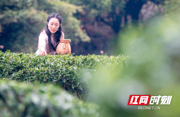 游客|湖南宁远：茶旅融合 振兴乡村