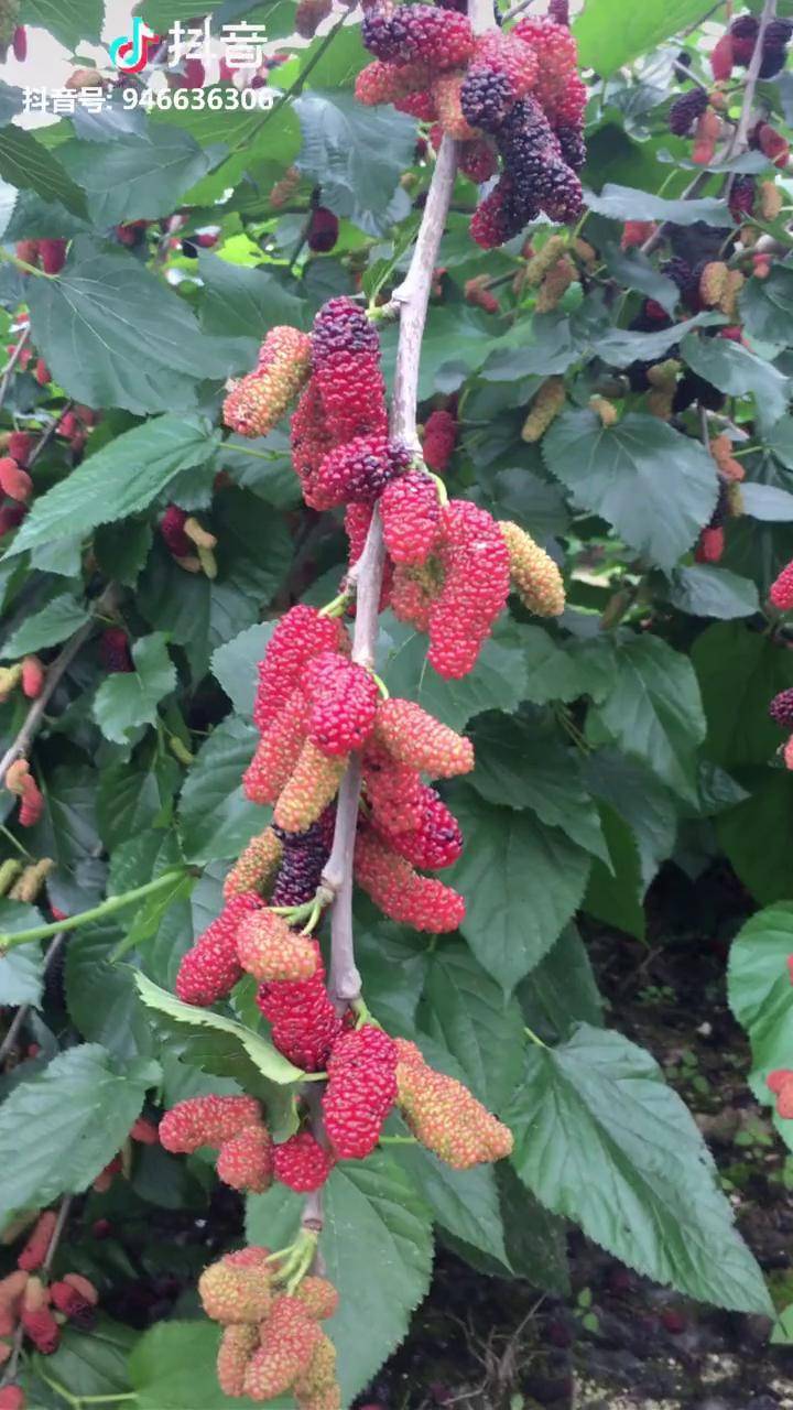 蚕宝宝大什果桑小时候的果实桑葚我们今天吃到饱丰产得不得了