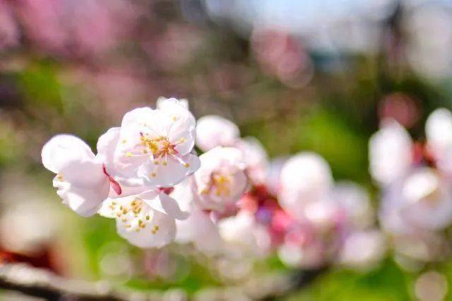 海棠|还分不清樱花品种？这份赏花宝典收好了！