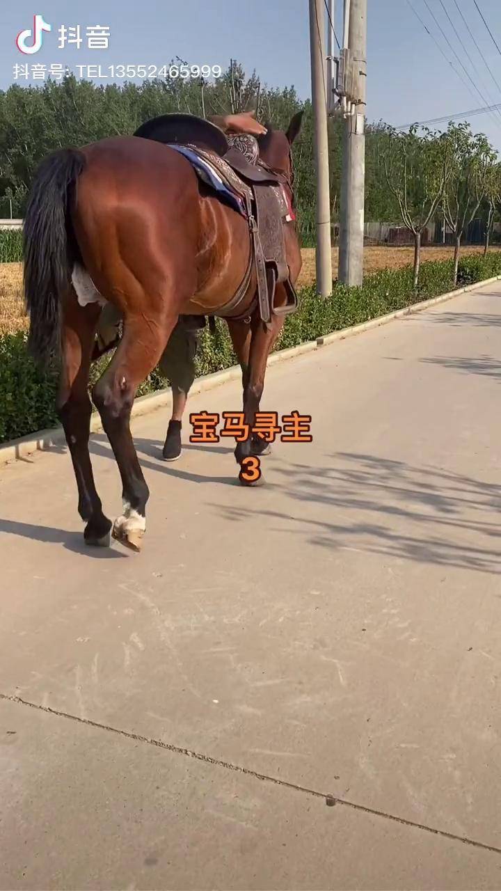 2岁半温血公马肩高155米温血马