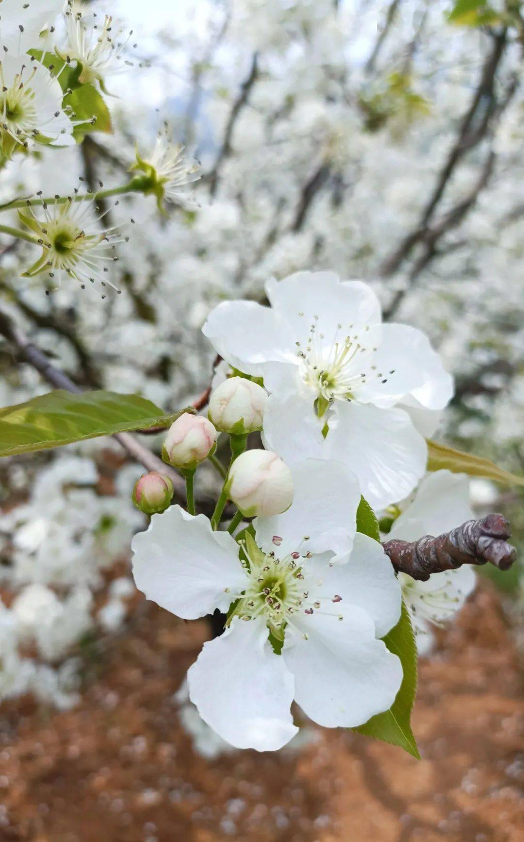 沿著林間小道走入梨花谷深處,去吸吮春天的味道,去深切感受一花一世界