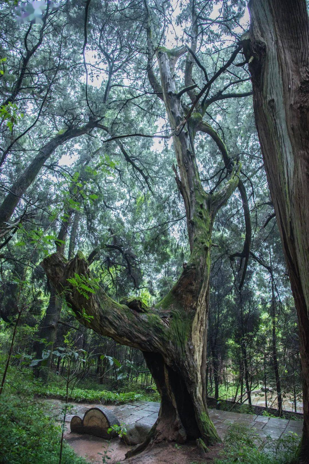 风脉柏翠云廊张飞一觉醒来,见营帐外果然有两株树苗,于是大喜,趁着