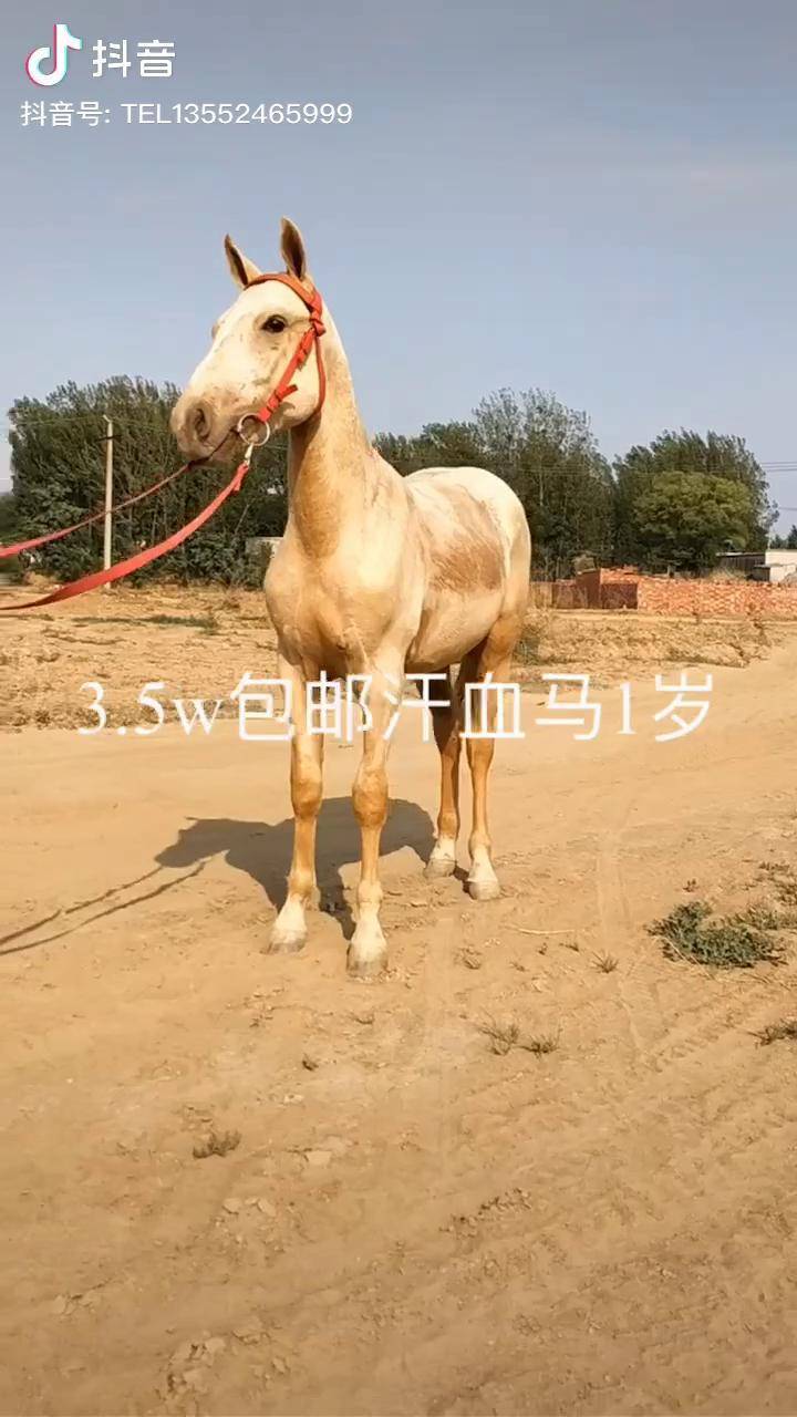 35w包邮一岁香槟金汗血马公马
