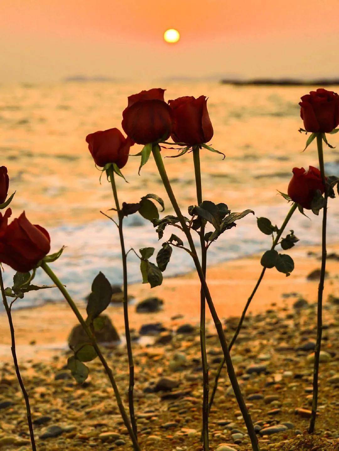 摄影作品欣赏海边的玫瑰