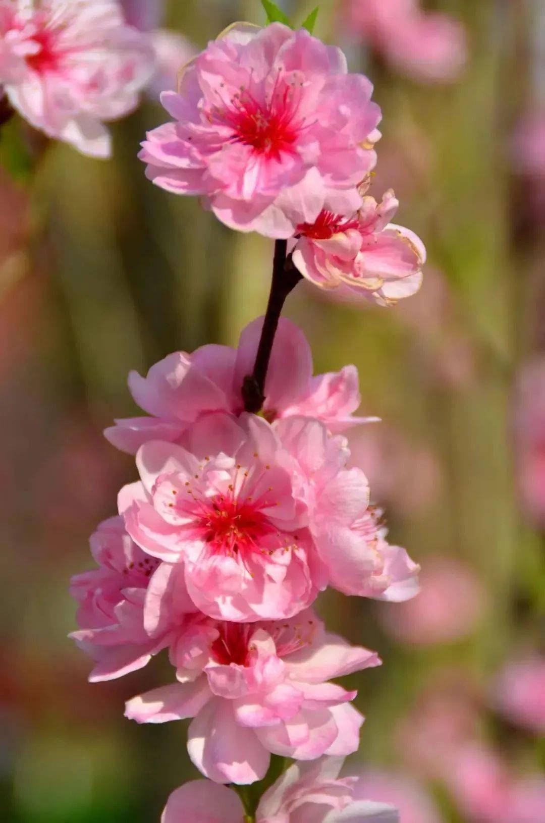 正是桃红李白时,这个周末去赏花吧～_桃花_梨花_李花