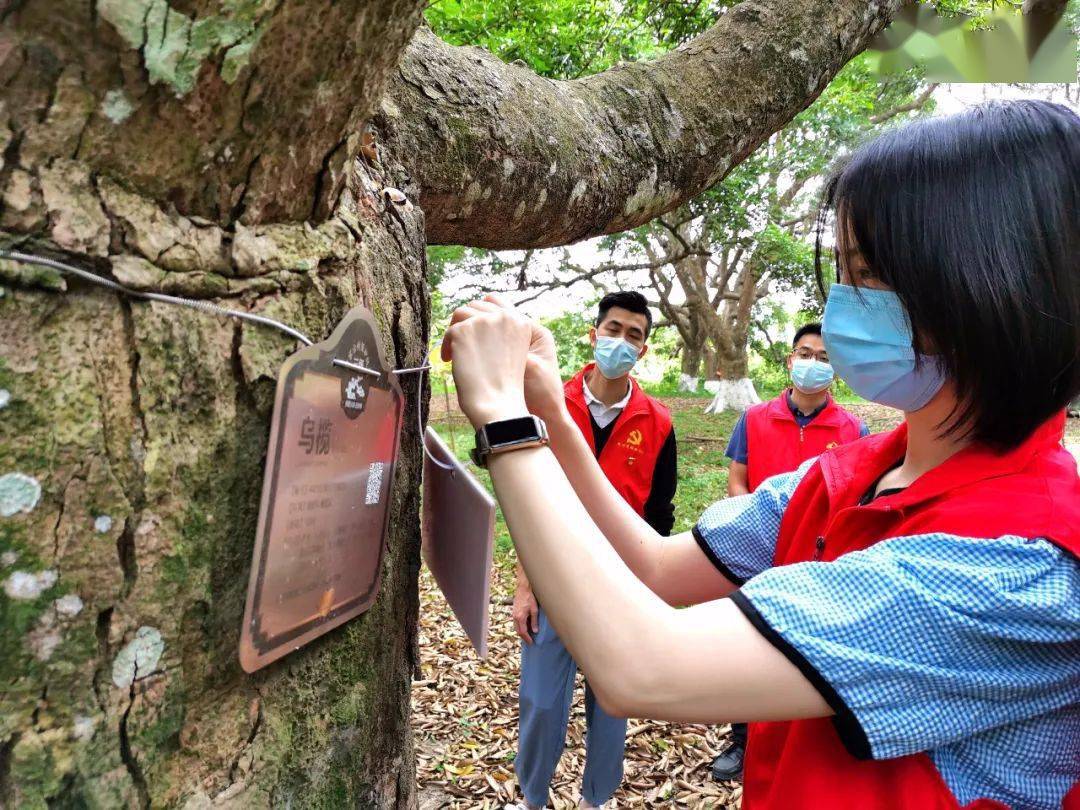 增城荔城这样呵护古树名木!_巡护_为保护_工作