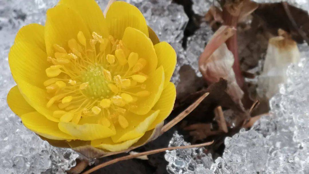 花朵|穿冰破雪！初春的牡丹江，冰凌花迎春绽放～