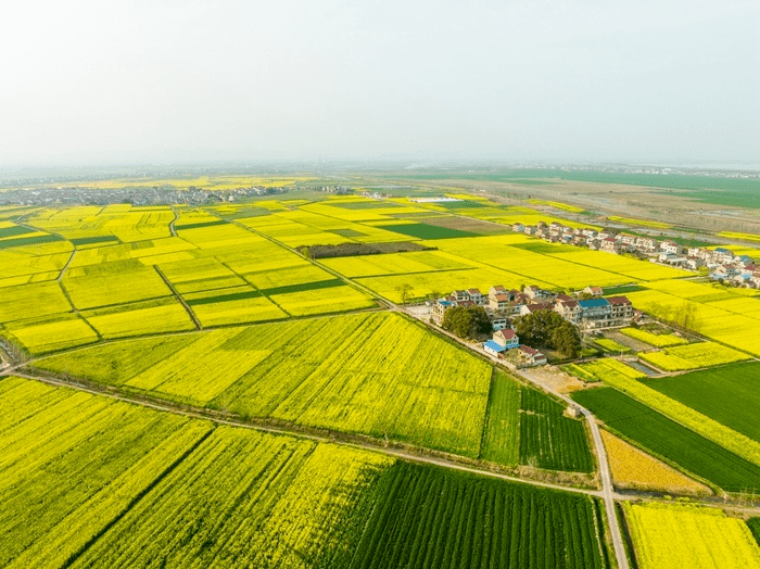 学习强国安徽望江漳湖镇油菜花开黄金满地
