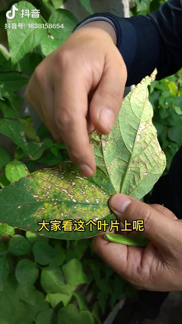 芸豆叶片上白色斑点的防治措施三农种植技术大棚种植