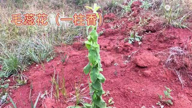 身边的草药543毛蕊花一柱香清热解毒止血散瘀的草药